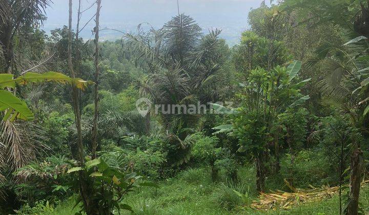 Tanah 2,8 hectare SHM Ada Kebun Cengkeh Aktif View Pegunungan  1