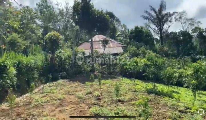 Tanah 29,5 are SHM Desa Petang Ada Kebun Jeruk Jual Cepat 1