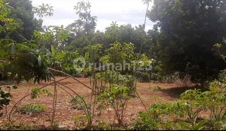 Flat Land for Sale in Subang, Wide Jalan, Near Exit Toll Kalijati Flat Land for Sale in Subang, Wide Jalan, Near Exit Toll Kalijati