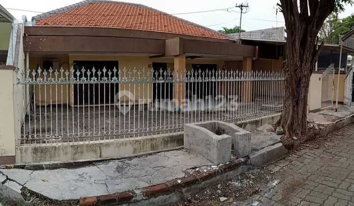 Rumah Lama Terawat Beli Tanah Bonus Rumah Siap Nego Komplek Dharmahusada Surabaya Strategis Dekat Superindo, Kaliwaron, Unair, Kertajaya, Gubeng Rumah Lama Terawat Beli Tanah Bonus Rumah Siap Nego Komplek Dharmahusada Surabaya Strategis Dekat Superindo, Kaliwaron, Unair, Kertajaya, Gubeng