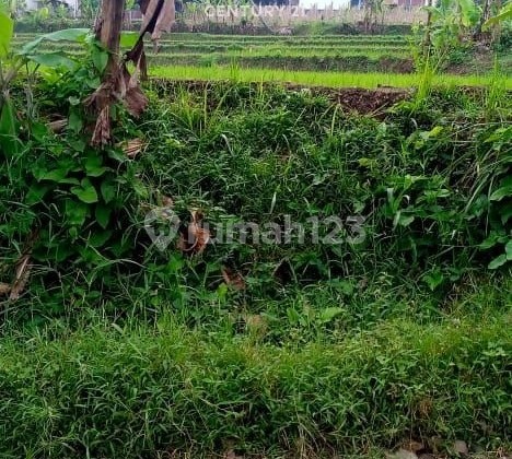 Wide Rice Field Land In Cipatat, West Bandung Wide Rice Field Land In Cipatat, West Bandung