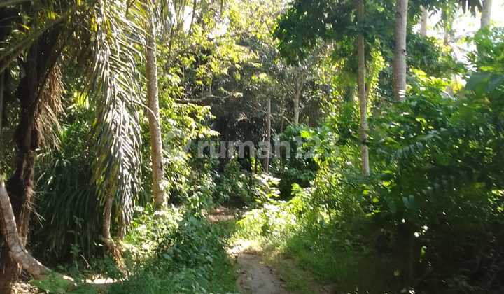 Tanah Kebun dan Ada Pohon Kelapa di Wineru, Likupang Timur, Minahasa Utara 2