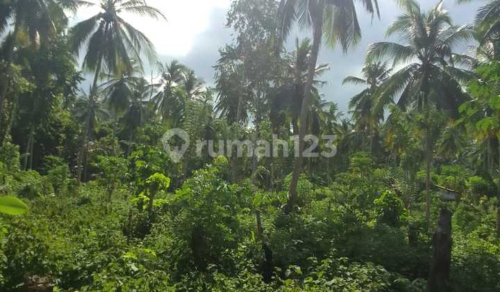 Tanah Kebun dan Ada Pohon Kelapa di Wineru, Likupang Timur, Minahasa Utara 1