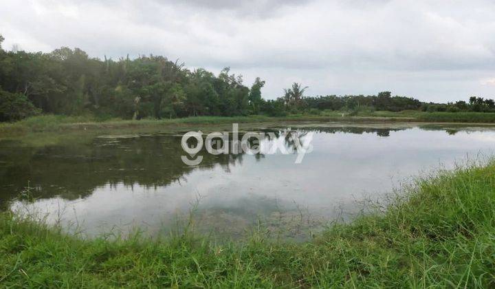 JUAL TANAH TAMBAK 4,5 HA TANAH MERAH SUMENEP MADURA 2