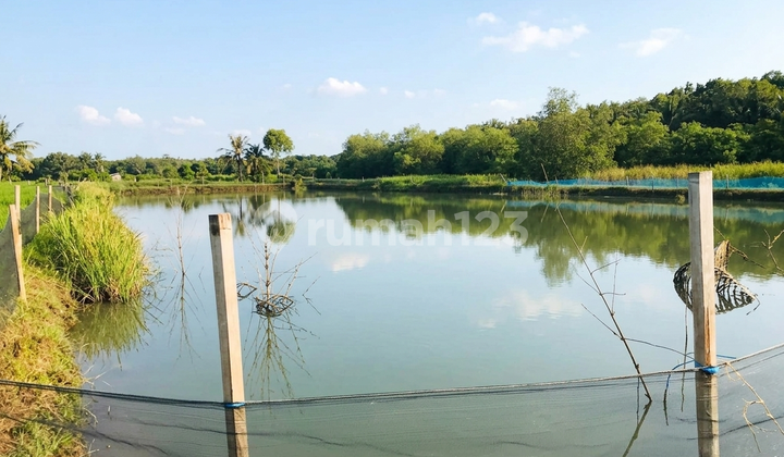 Jual Tanah Tambak 4,5 Ha Tanah Merah Sumenep Madura