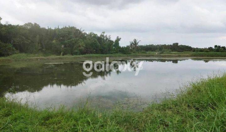 JUAL TANAH TAMBAK 4,5 HA TANAH MERAH SUMENEP MADURA 2