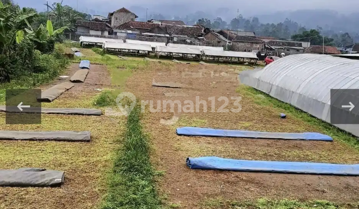 Di Jual Cepat Sebidang Tanah Cukup Luas Area Ciwidey Bandung Di Jual Cepat Sebidang Tanah Cukup Luas Area Ciwidey Bandung