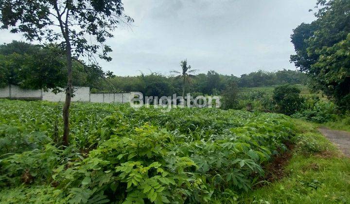 TANAH PERKEBUNAN LOKASI KARANGANYAR ARAH MOJOGEDANG 2