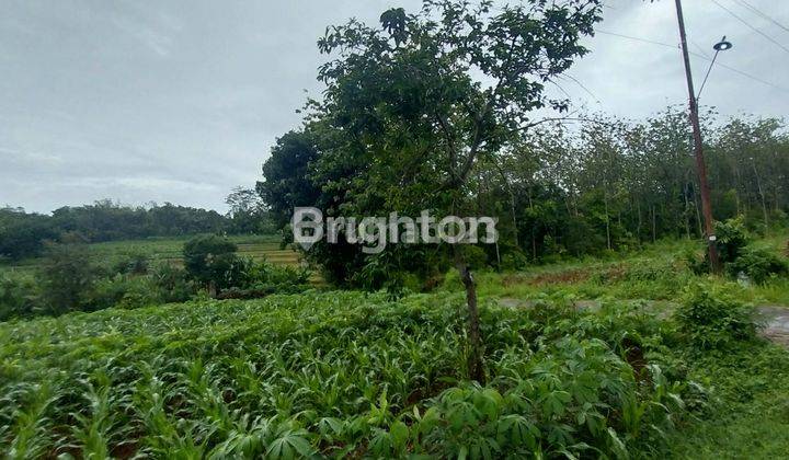 TANAH PERKEBUNAN LOKASI KARANGANYAR ARAH MOJOGEDANG 1