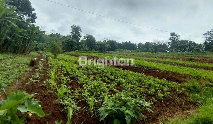 TANAH PERKEBUNAN LOKASI KARANGANYAR ARAH MOJOGEDANG 2