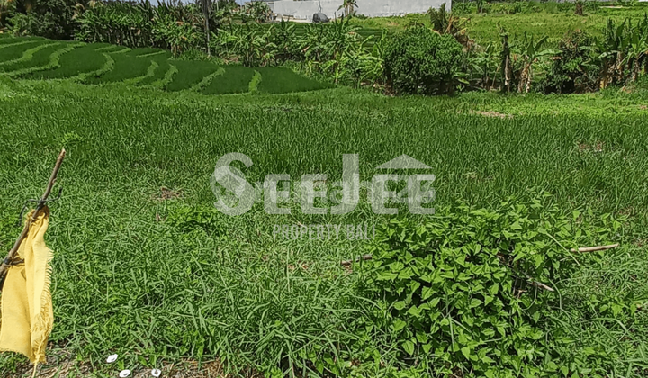 TANAH PRIMER DI TEPI SUNGAI KEDUNGU – IDEAL UNTUK PENGEMBANGAN PARIWISATA – SLFC017