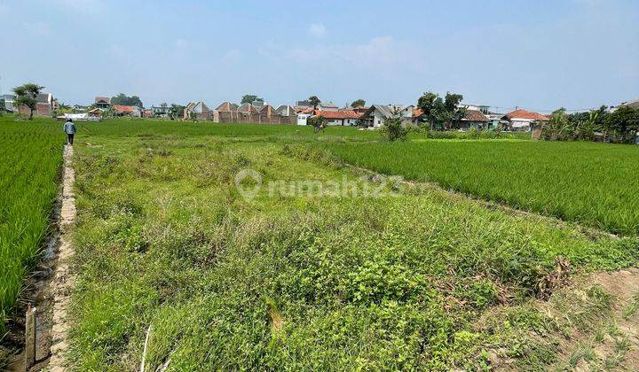 Tanah Sawah Di Soreang Cingcin Murah Sekali 1