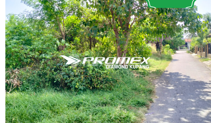 DIJUAL TANAH AREA LILIBA KUPANG DIJUAL TANAH AREA LILIBA KUPANG