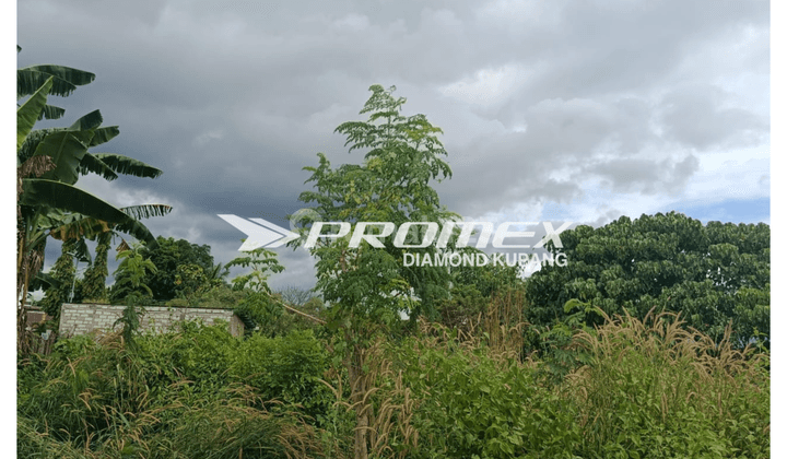 DIJUAL TANAH AREA LILIBA KOTA KUPANG 2
