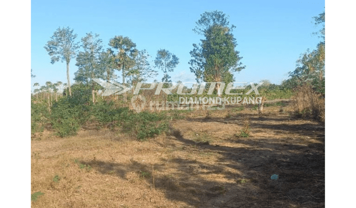 Dijual Tanah Luas di Manusak, Kabupaten Kupang Ntt 2