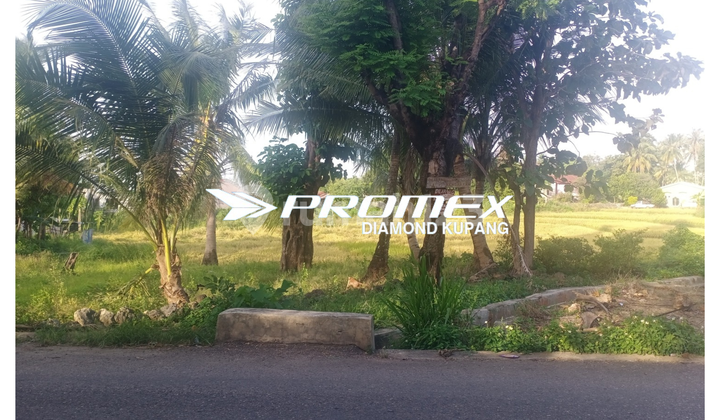 LAND FOR SALE, LOCATION: LABAT - BAKUNASE, KUPANG LAND FOR SALE, LOCATION: LABAT - BAKUNASE, KUPANG