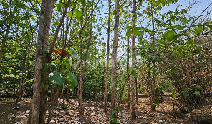  Tanah daerah . Ngaliyan Semarang - 10956 2