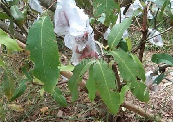 Tanah Perkebunan Jambu Siap Panen. Ready Ijin Untuk Proses Rumah Subsidi 2