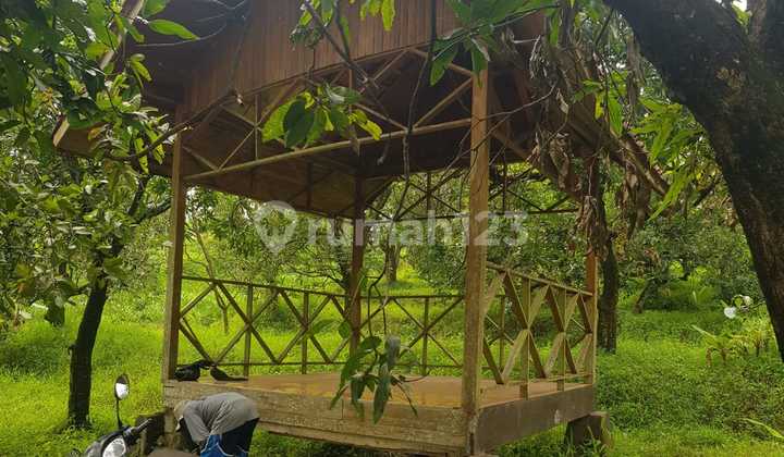 Tanah Kebun SHM Desa Bantrangsana Majalengka Banyak Pohon Mangga Tanah Kebun SHM Desa Bantrangsana Majalengka Banyak Pohon Mangga