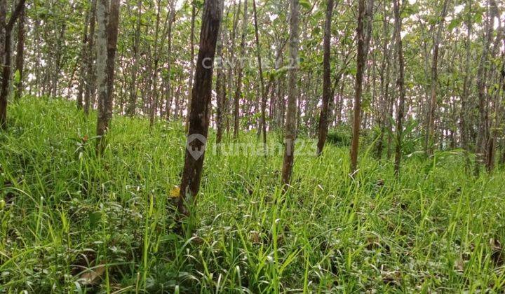 Tanah Datar Bojong Berikut 2000 Pohon Jati 1