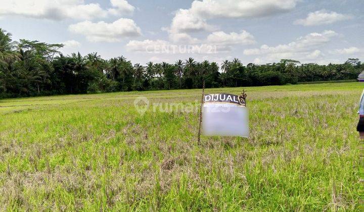 Tanah Sawah Produktif Pagelaran Pandeglang  1