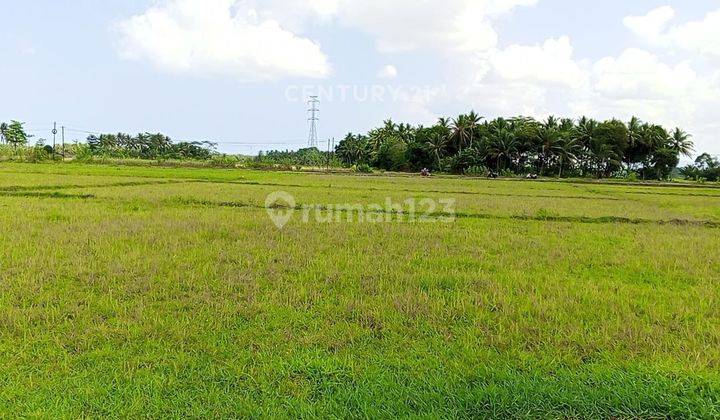 Tanah Sawah Produktif Pagelaran Pandeglang  2