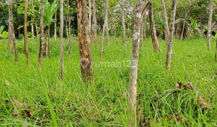 Tanah Datar Bojong Berikut 2000 Pohon Jati 2