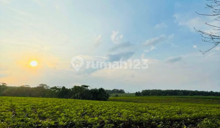 Dijual Tanah Pertanian Kotabumi Lampung Utara 32.690m2 Dijual Tanah Pertanian Kotabumi Lampung Utara 32.690m2