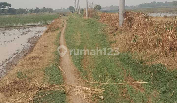 Dijual Tanah Sawah 1,5Ha Karangbahagia Kan.bekasi