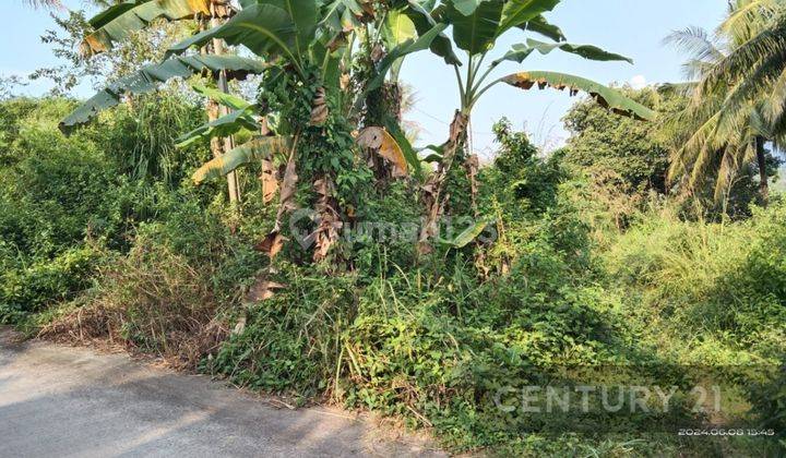 Tanah Jalan Raya Mancak Cocok Untuk Peternakan 2