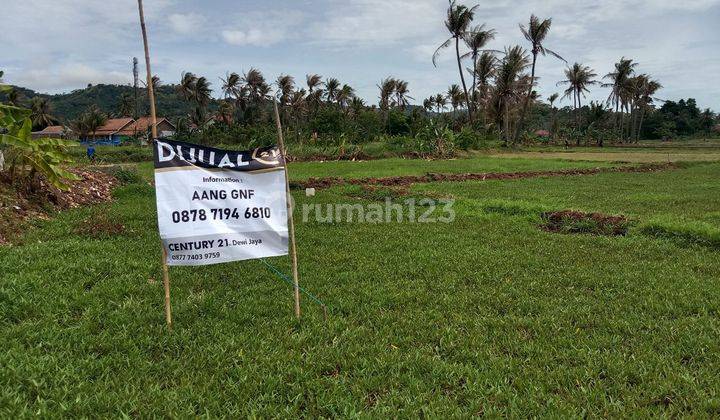 Tanah Sawah Tegal Bunder Nego Sampai Deal 1