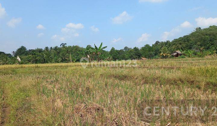 Tanah Sawah Produktif Warung Gunung Lebak 2