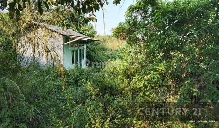 Tanah Jalan Raya Mancak Cocok Untuk Peternakan 2