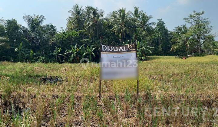 Tanah Sawah Produktif Warung Gunung Lebak 1