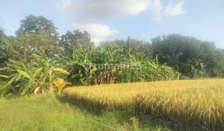 CERTAINLY CLOSING FOR RENT LAND AT THE BERABAN TABANAN SINGING LOCATION 2