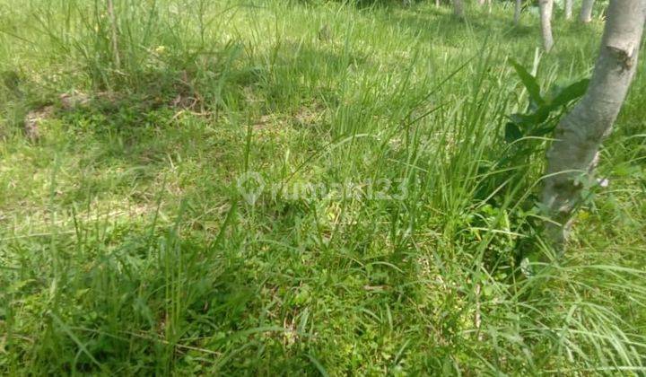 Land for sale at tegallalang gianyar bali 1