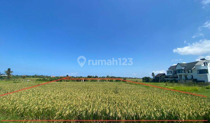 Land for rent in the north of Tabanan 1