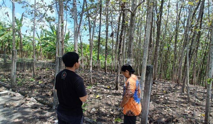 Dijual tanah lokasi kedunggu kediri tabanan bali 2