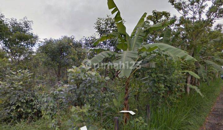 Garden land for sale at kintamani bangli location 2