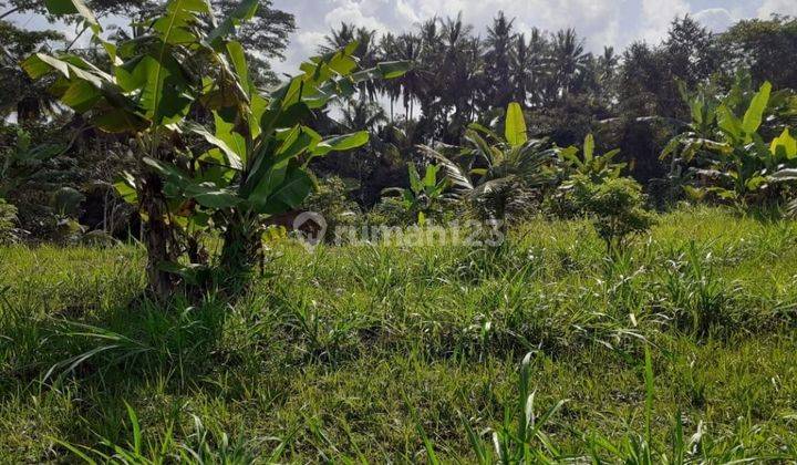 SURE DEAL FOR SALE LAND LOSS SUNGAI WOS LOCATION KEDISAN TEGALLALANG UBUD GIANYAR 
 1