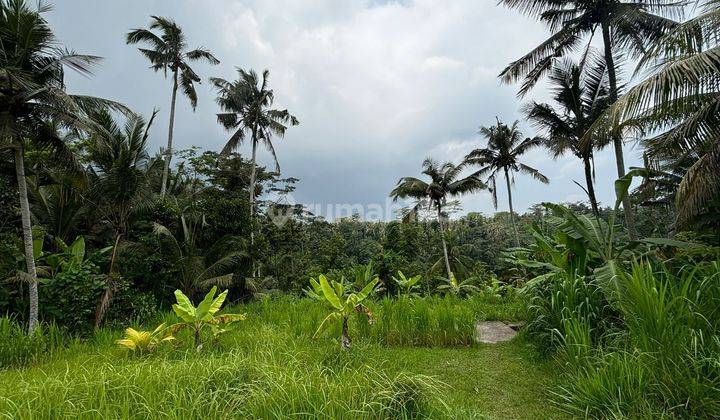 SURE CLOSING FOR SALE LAND LOSS RIVER VIEW VALLEY & RICE FIELDS LOCATION PEJENG UBUD GIANYAR
 2