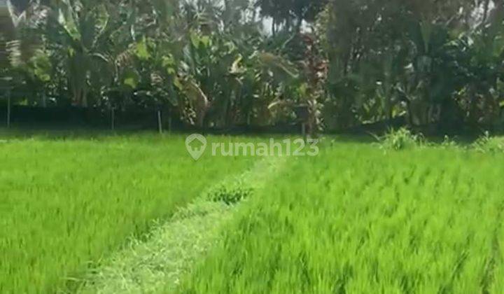 PASTI CLOSING DI JUAL TANAH LOKASI PAYANGAN UBUD GIANYAR 2