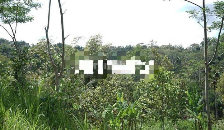 SURE CLOSING LAND FOR SALE WITH RIVER VIEW IN TEGALLALANG UBUD GIANYAR LOCATION 2