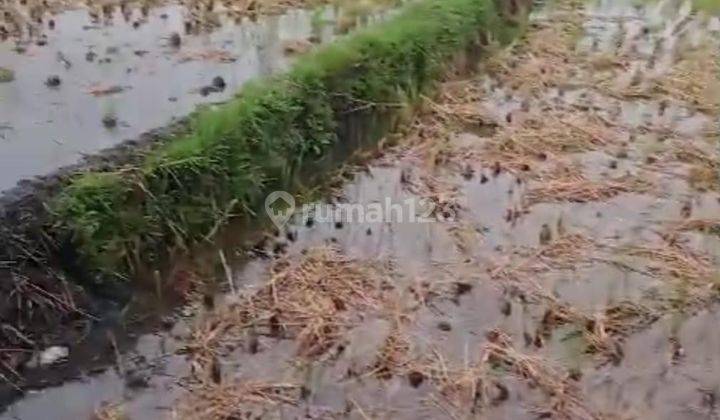 Pasti Closing Di Jual Tanah Lokasi Tumbak Bayuh Pererenan Canggu Kuta Utara Badung 2