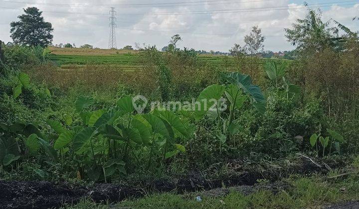 TOP URGENT DI JUAL TANAH VIEW SAWAH LOKASI CEPAKA KEDIRI TABANAN  1