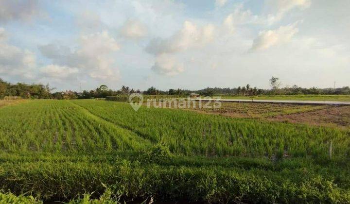 TOP URGENT DI JUAL TANAH VIEW SAWAH LOKASI BELALANG KEDUNGU KEDIRI TABANAN 2