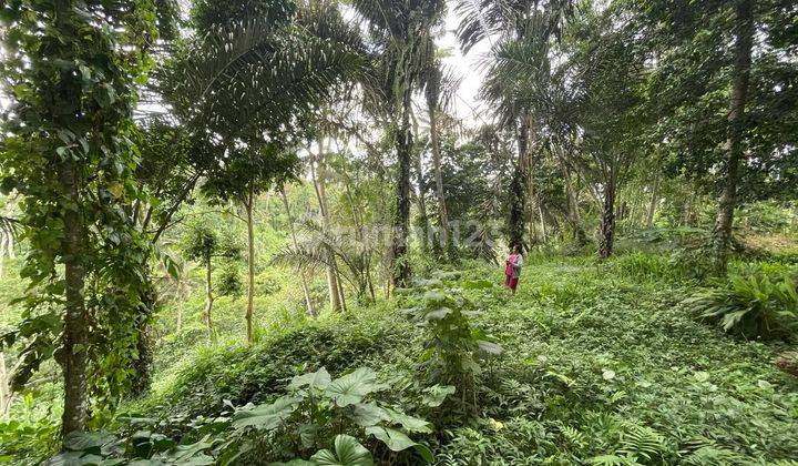 TOP URGENT DI JUAL TANAH LOKASI TEGALLALANG UBUD GIANYAR  1