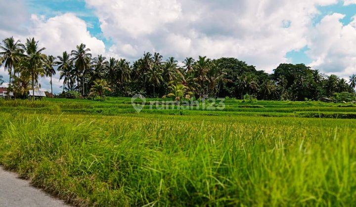 TOP URGENT DI JUAL TANAH VIEW SAWAH LOKASI TEGALLALANG UBUD GIANYAR 
 2