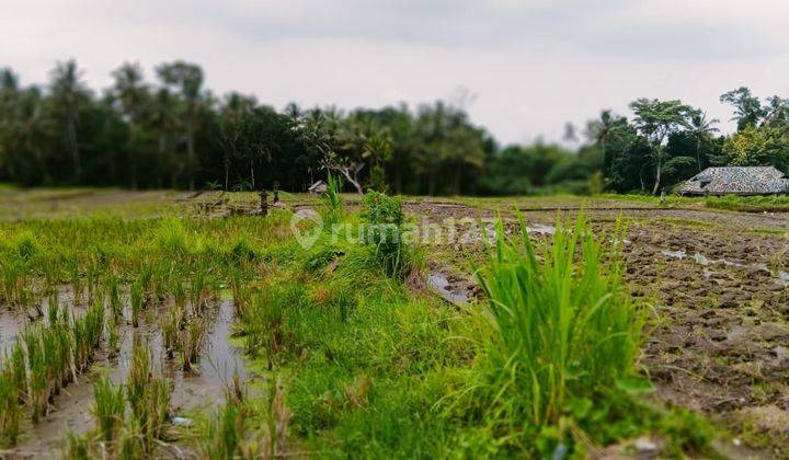 TOP URGENT DI JUAL TANAH VIEW SAWAH LOKASI PEJENG UBUD GIANYAR  2