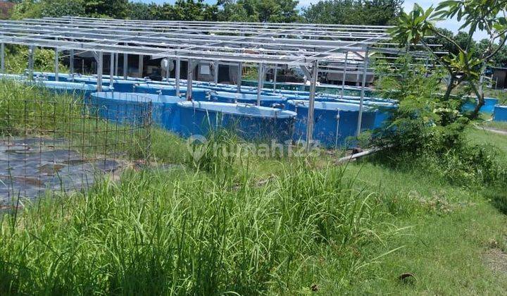 TOP URGENT DI JUAL TANAH LOSS PANTAI VIEW LAUT LOKASI SANGSIT SAWAN BULELENG 
 1